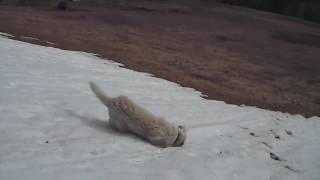 Sheep Dog Absolutely Loves Sliding Down This Snowy Hill