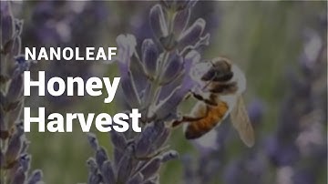 Creating a Pollinator-Friendly Urban Garden