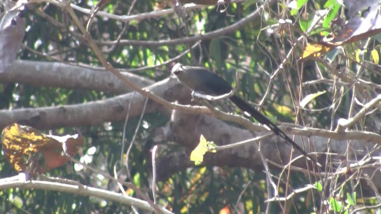 Green Billed Malkoha 