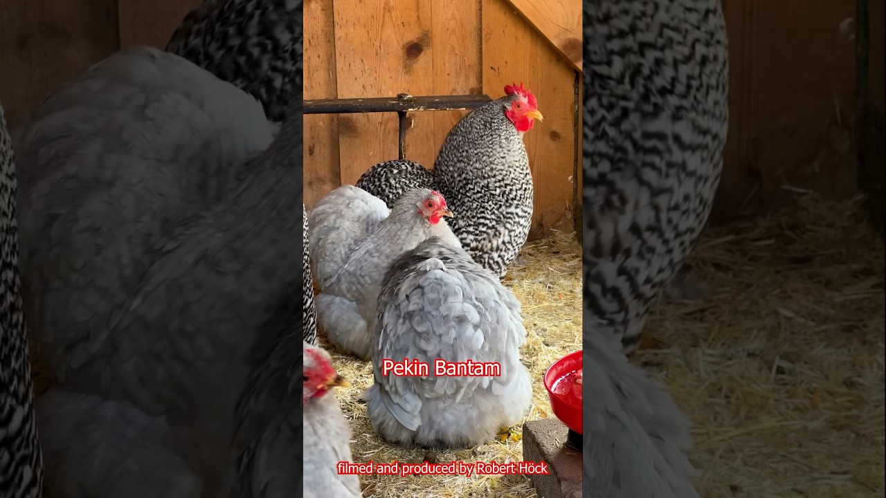 From PEKIN BANTAM to LONGCROWER 🎼🐓 Best roosters of different heritage chicken breeds 