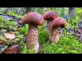 Благородные грибы в любимом смешанном лесу | Осенние грибы Сентябрь 2021