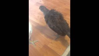 Famous 4 Week Old Easter Egger chick crowing Profile