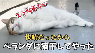 天気がよかったから布団干してついでに猫干したった#cat #保護猫