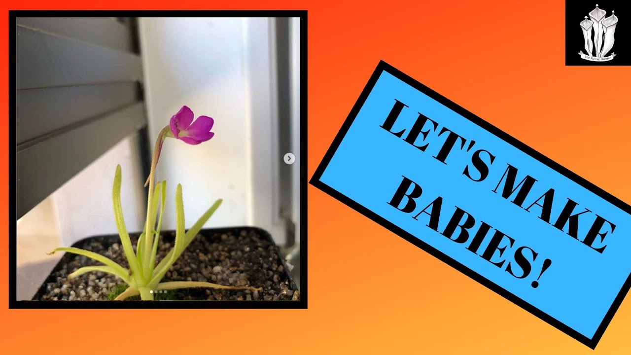 Pollinating Pinguicula - How to Pollinate Carnivorous Plants