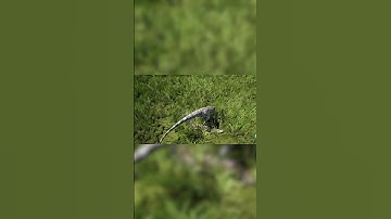 Task failed successfully #shorts