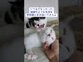 【見た目で判断しないで】譲渡会でいつも決まらない猫さんに目を向けてください！