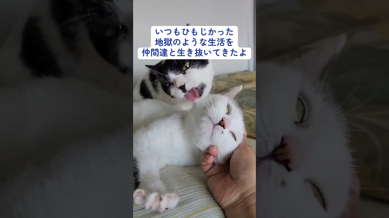 【見た目で判断しないで】譲渡会でいつも決まらない猫さんに目を向けてください！