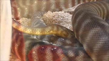 Woma Python in breeding season