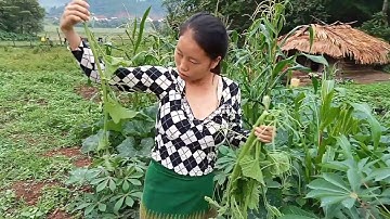 pub qaib thiab des zaub mu noj tsai