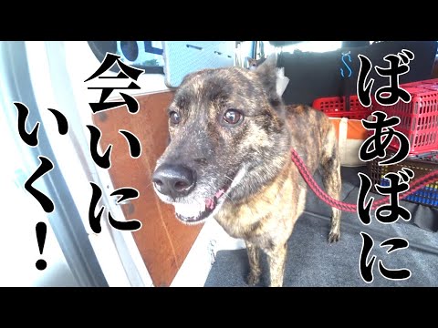 ばあばに会いに行ってきた!前編  #甲斐犬 #柴犬 #dog