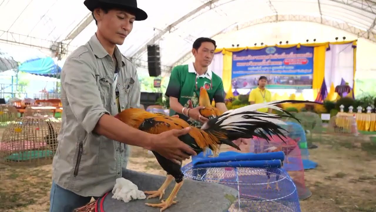 การประกวดไก่สวยงาม ตำบลศรีสุข อำภอศรีณรงค์ จังหวัดสุรินทร์ EP.2