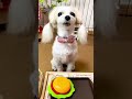 【犬のハンバーガー🍔ショップ２】ポテト🍟も買ってよぉ〜💦#shorts #犬 #ペット #ハンバーガー #おしゃべりペット