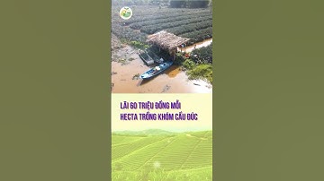 Lãi 60 triệu đồng mỗi hecta trồng khóm cầu đúc