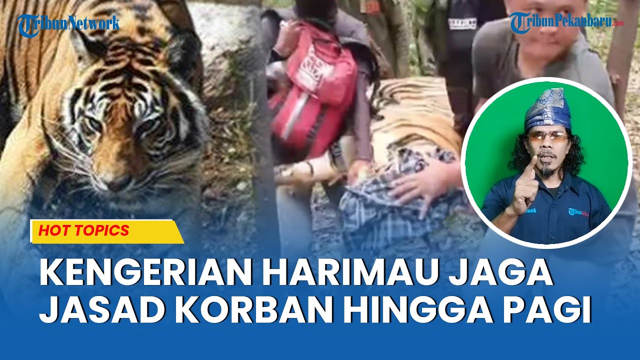 Tragedi Mengerikan, Perawat Tanaman Tewas Mengenaskan Diterkam Harimau Sumatera