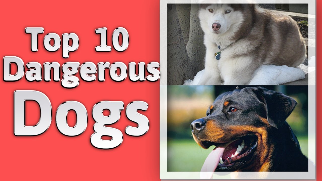 Top 10 dangerous dogs YouTube