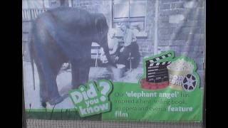 The WW2 Story of Sheila Belfasts Most Famous Elephant Told at the Sad Floral Hall Belfast Zoo