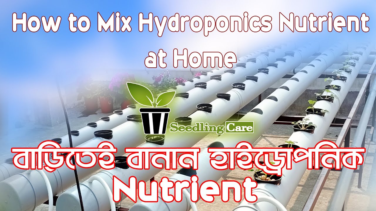 How to Mix Hydroponics Nutrient at Home Easy Hydroponic Nutrient Solution Guide in bengali