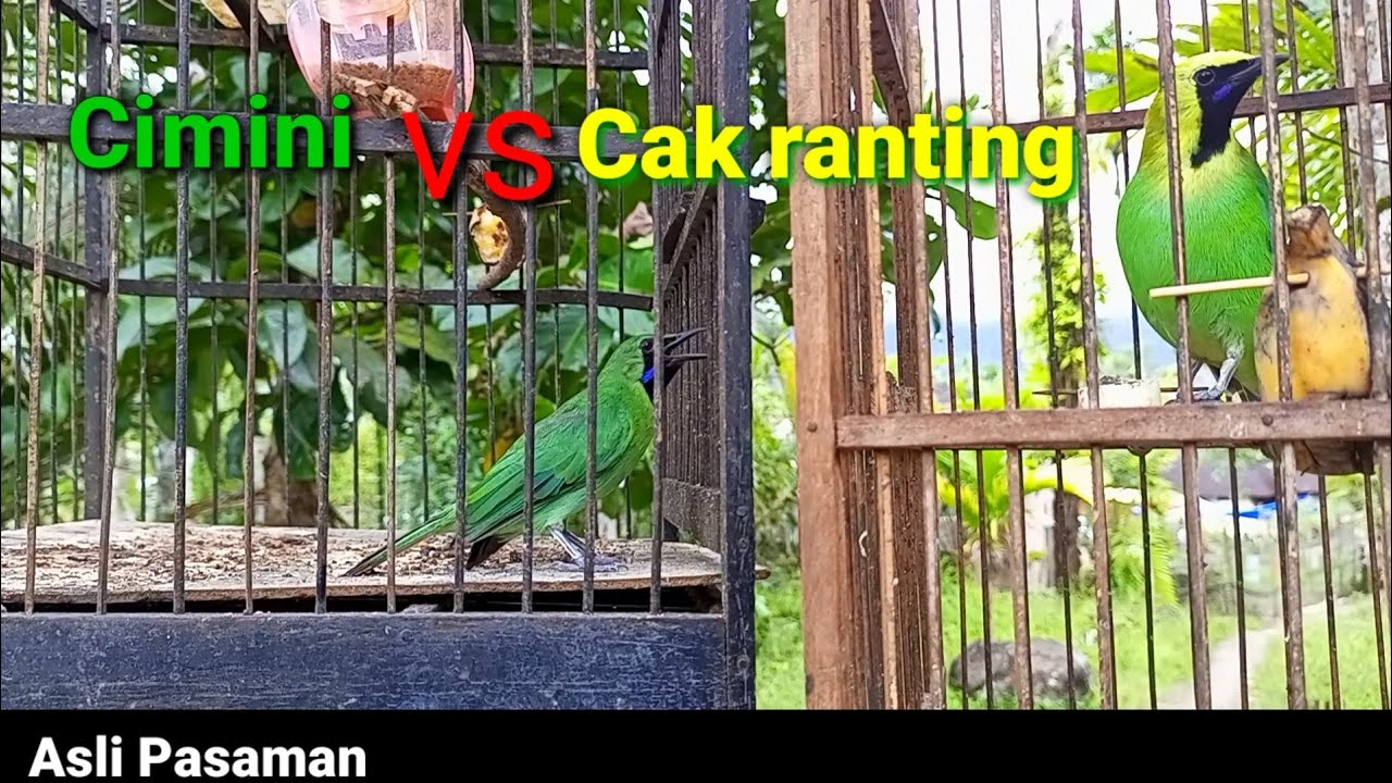 CIMINI vs CUCAK RANTING,,semakin memanas