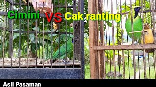 Download Lagu CIMINI vs CUCAK RANTING,,semakin memanas MP3