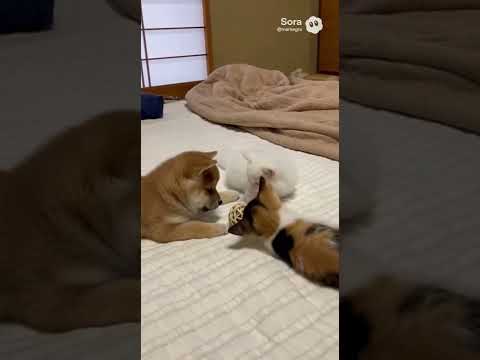柴犬、白猫、三毛猫/Shiba Inu, white cat, calico cat