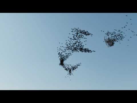 Boids algorithm birds flocking simulation