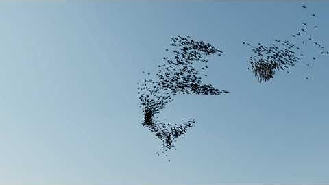 Boids algorithm birds flocking simulation