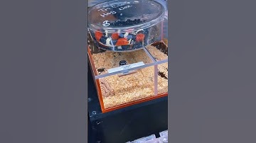 😱🐍 Adult Tri Color Hognose Snakes 🐍😱