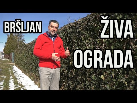 Video: Bršljan