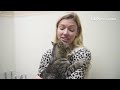 DJ Jazzy Jeff is available for adoption, are you looking for a superstar kitty. #HumaneSociety of #L