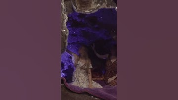 The largest amethyst cave in the world is in @CrystalCastleVideos  #shorts