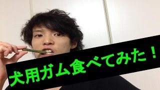 【商品レビュー】犬用ガム食べてみた！「グリニーズ」