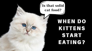 When Do Kittens Start Eating Food? | Full Guide for Cat Lovers