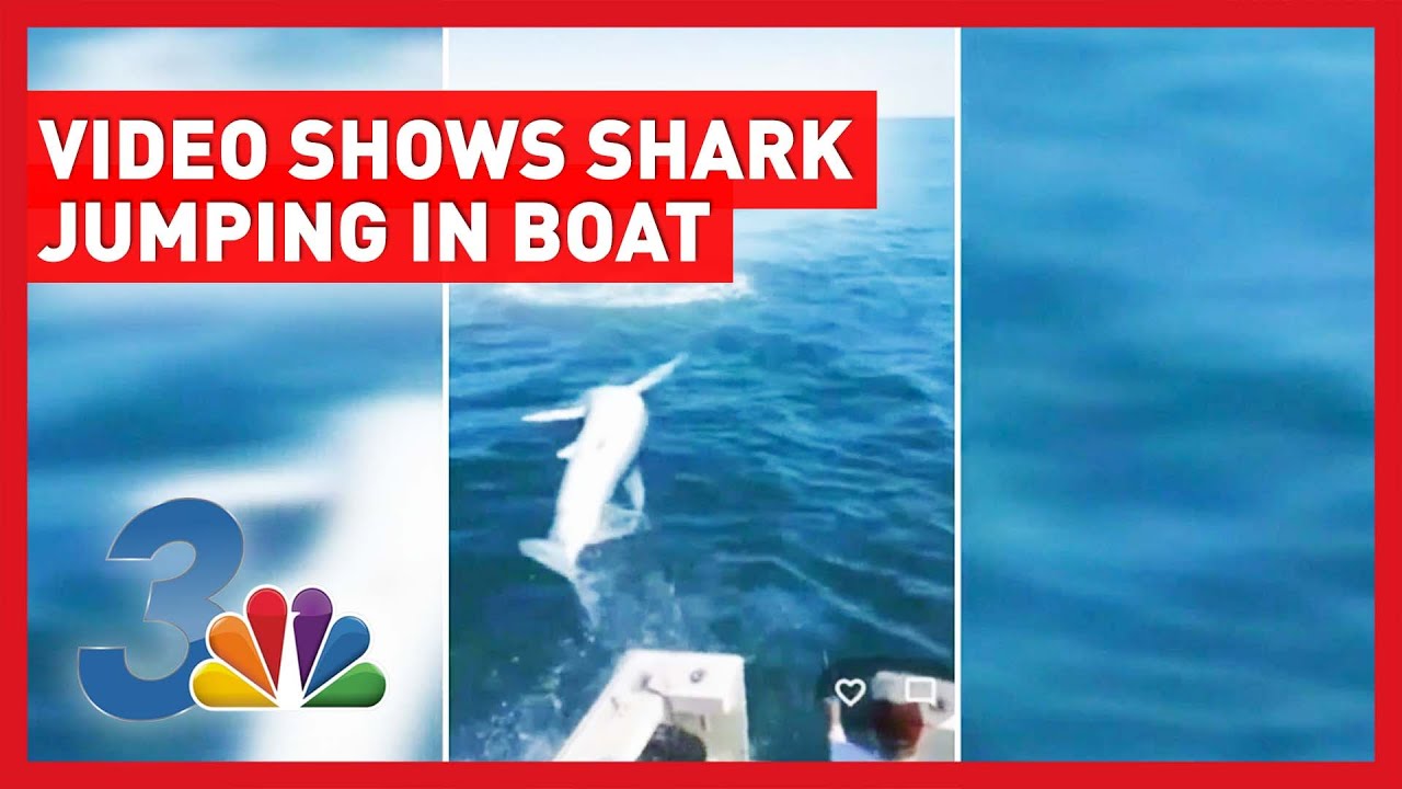 Big shark jumps on to charter boat