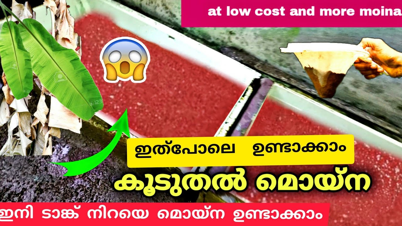 കുറഞ്ഞചിലവിൽ കൂടുതൽ മൊയ്‌ന ഉണ്ടാകാം !       moina/magic moina/ Moina culture malayalam/moina culture