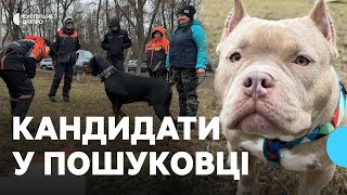 Набір чотирилапих в пошуково-рятувальний кінологічний загін «Антарєс»: як долучитись