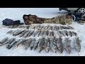 "Бешеная Рыба" Рыбалка в Казахстане, Кургальджинский Заповедник.Астана