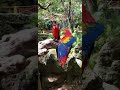 🦜🦜 Parrots in paradise // Xcaret park in Mexico // Loros en el paraíso