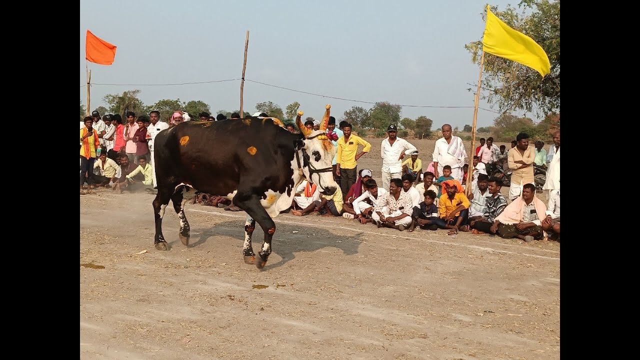 navalkal bulls race 13kadi sirwar raichur dist Karnataka