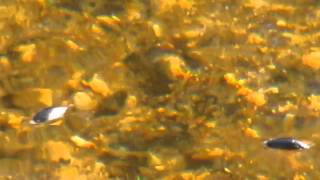 Strange Water Bugs