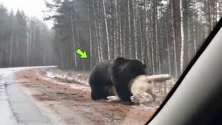 O URSO PEGOU O KANGAL DE JEITO E VEJA O QUE ACONTECEU