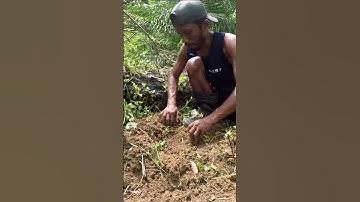 Harvesting cassava part 688 #shorts #farming #cassava #nature  #cassavaroots #cassavafarming