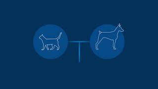 What Causes Diabetes In Pets
