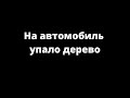 Бухмиллер Анастасия - на автомобиль упало дерево