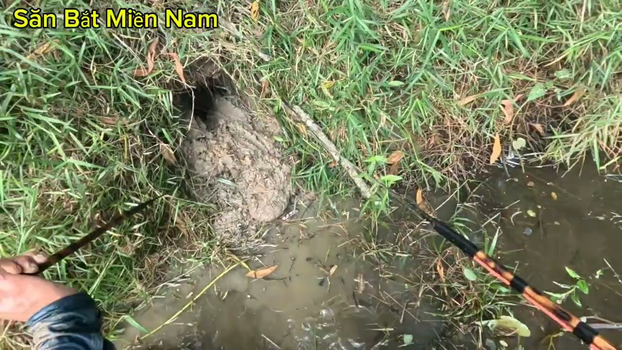 Nay tiếp tục đi săn ở đầm lầy trong rừng  , gặp toàn lươn khủng.