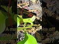 Broken jalapeno stem. Can I regrow from stem?