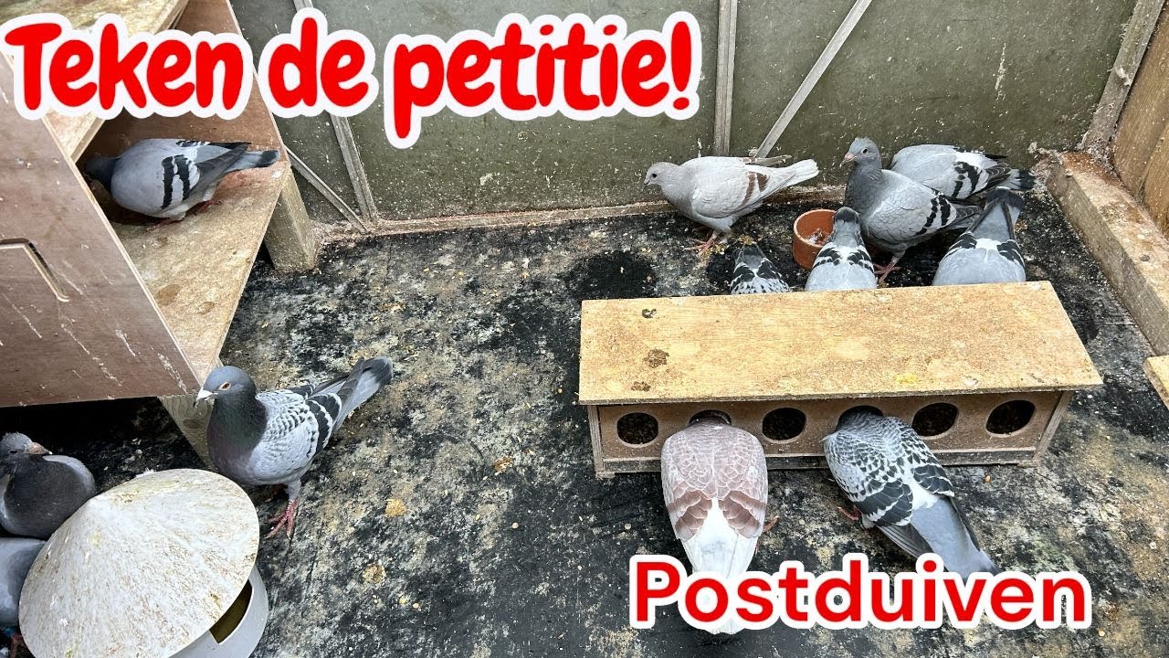 Teken de Petitie! | kweekseizoen | postduiven |