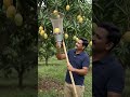 mango harvesting #mango #harvest #nature #forest