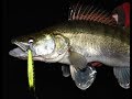 Fisch auf Fisch mit dem Zanderkönig "UV-Zander"