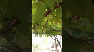 Grapes growing in the morning light look amazing. #grape #grapetree #grapevine #grapeharvest #nature