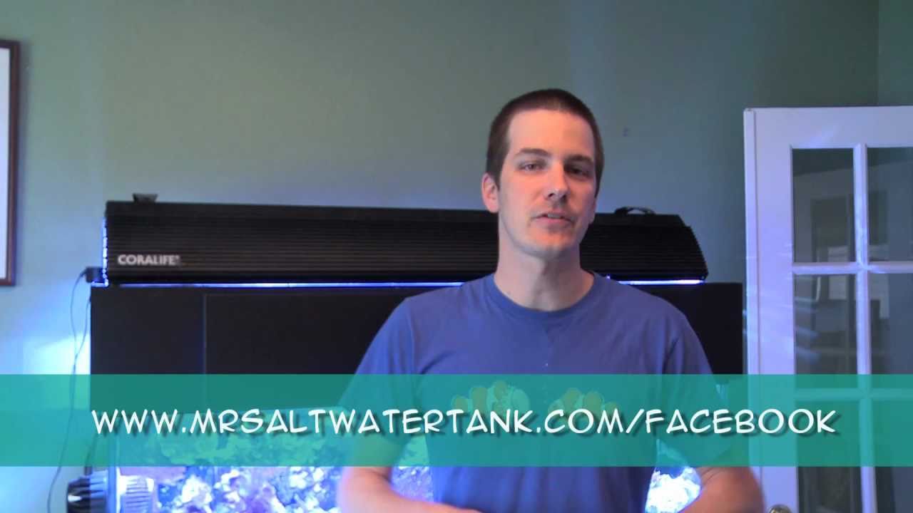 aquarium plants My 90 Gallon Tank Revisited: A Birth, An Eviction, And Some New Kids on the Block